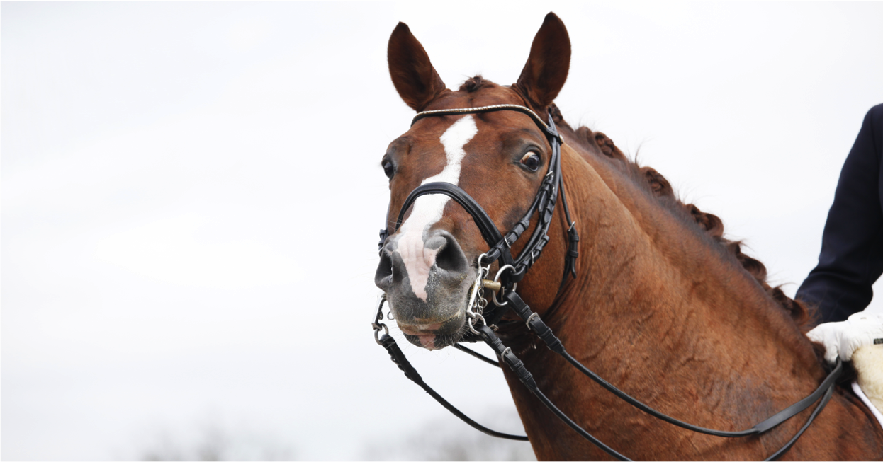 Horse not paying attention