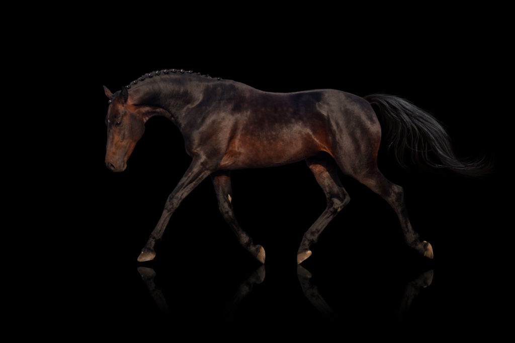 dressage stretchy trot