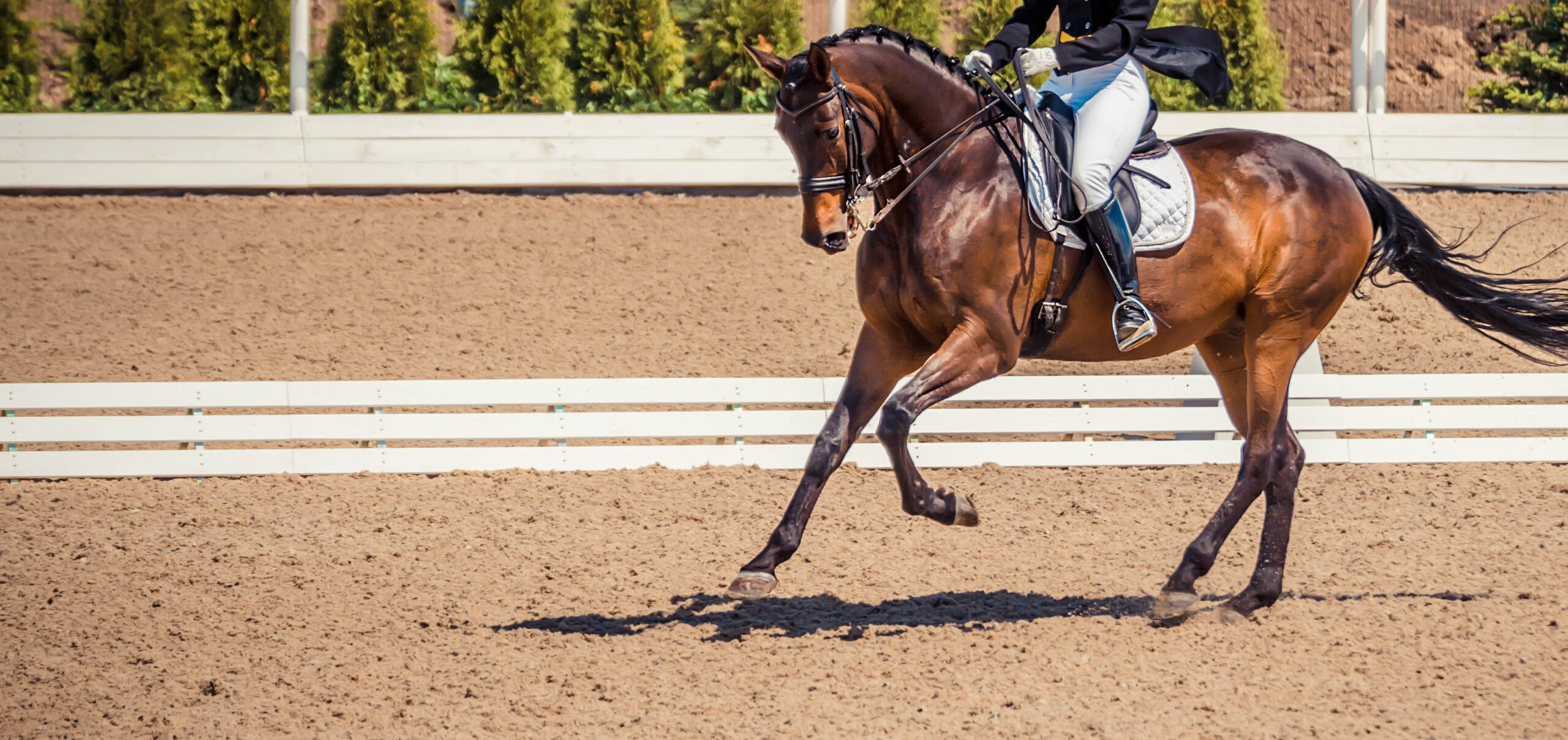 Walk to Canter Transitions - How to Teach Your Horse - The Refined Rider