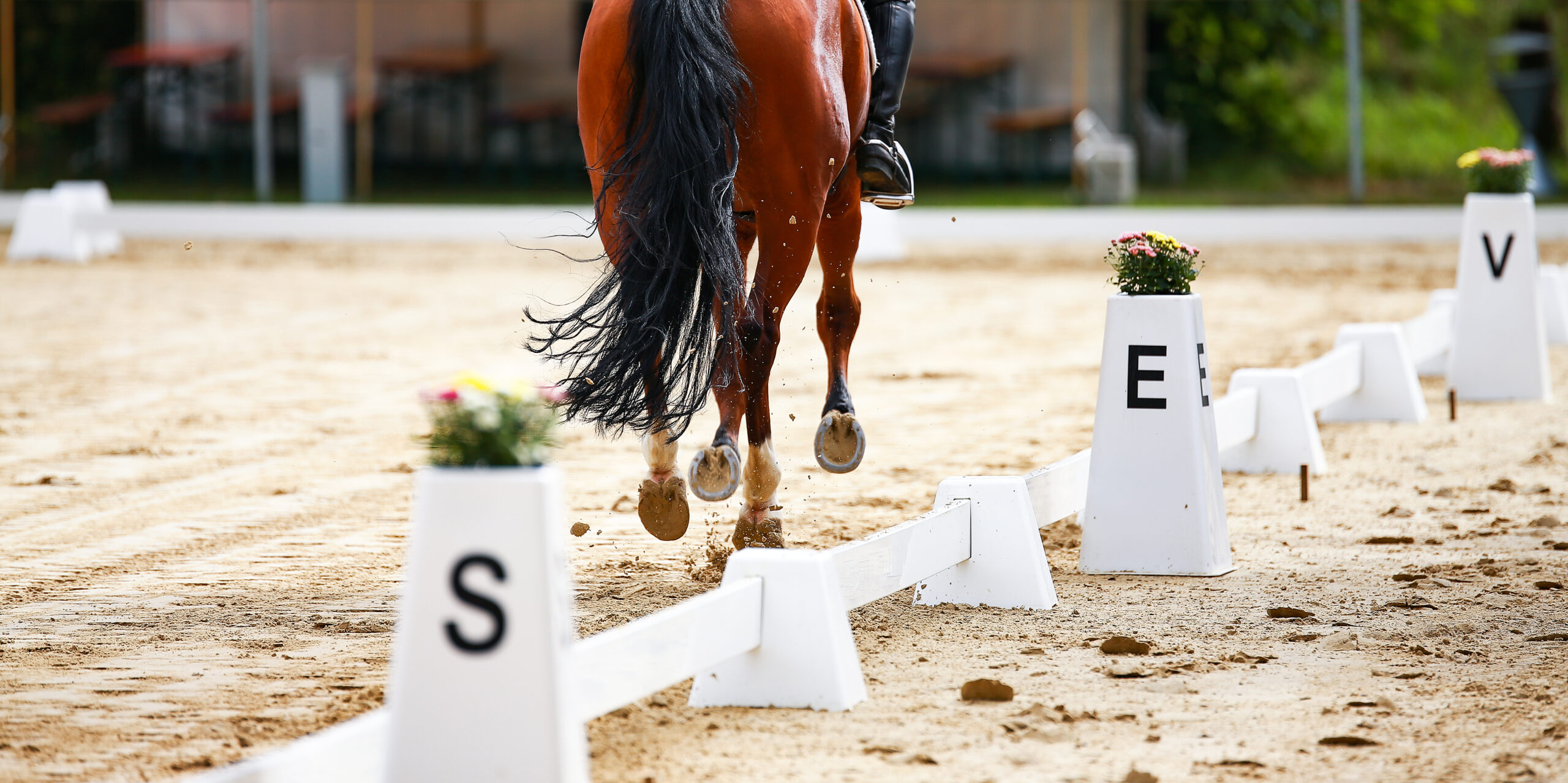 Dressage test riding