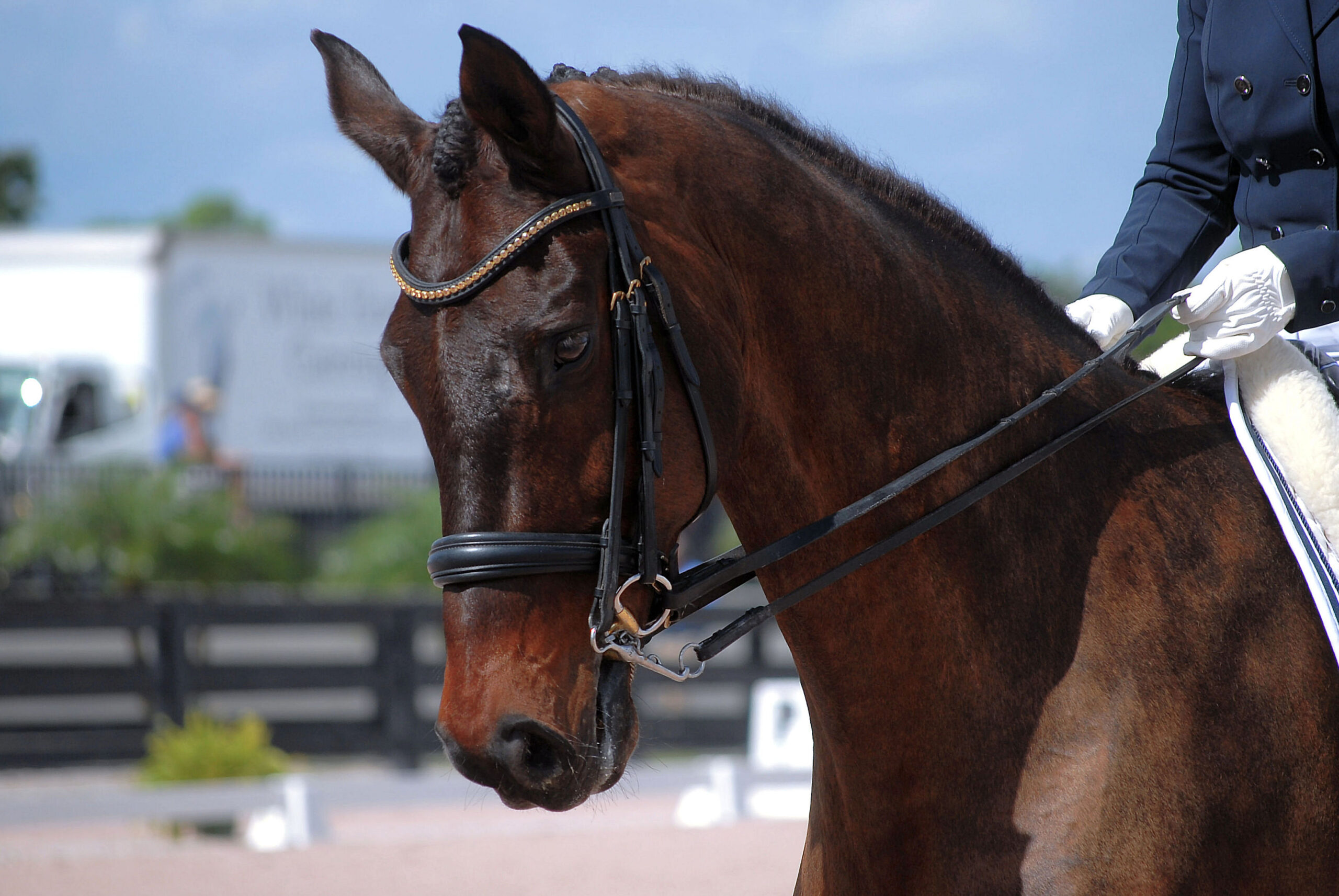first level dressage