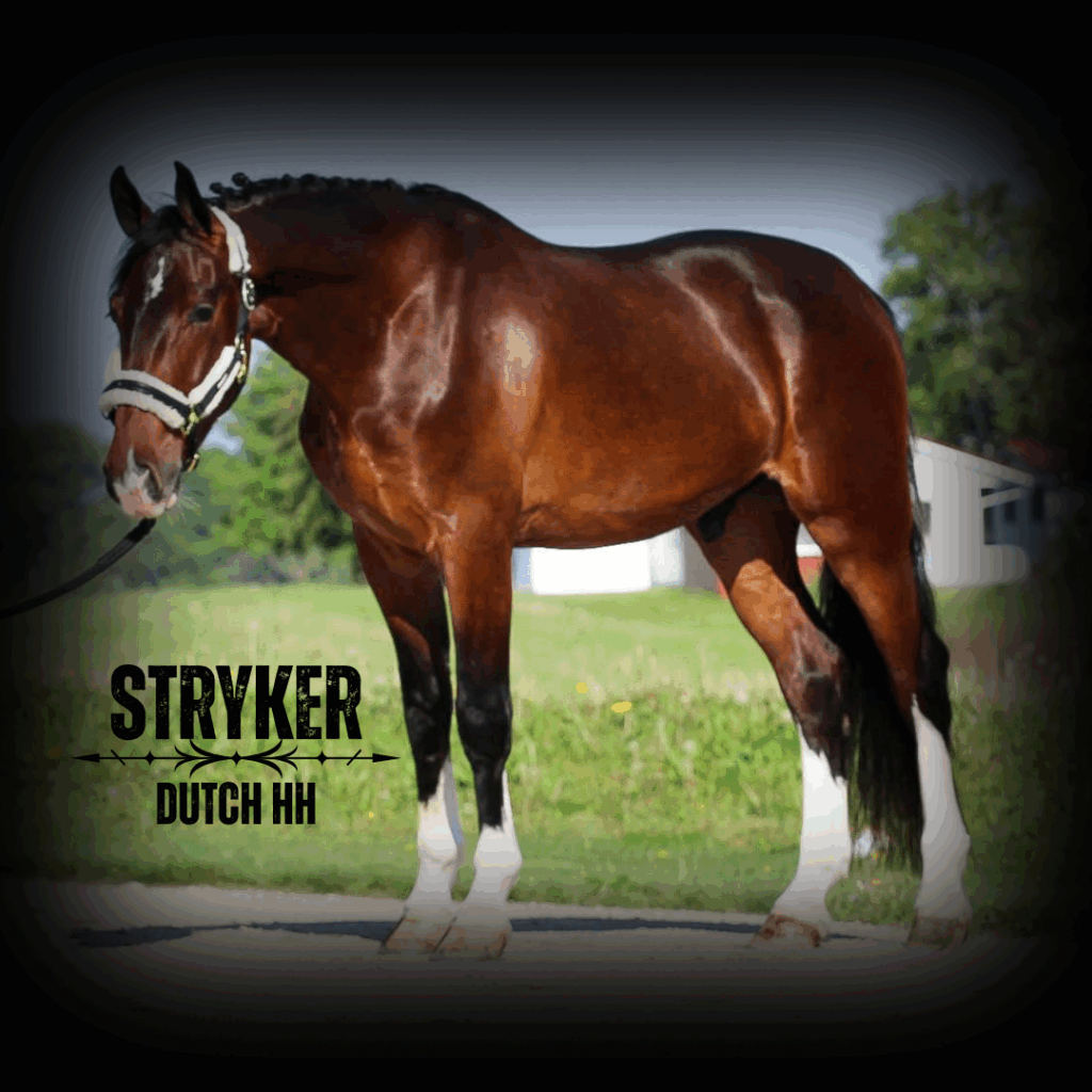 Dressage Sport Horses For Sale Indiana, Illinois, Michigan, Ohio
