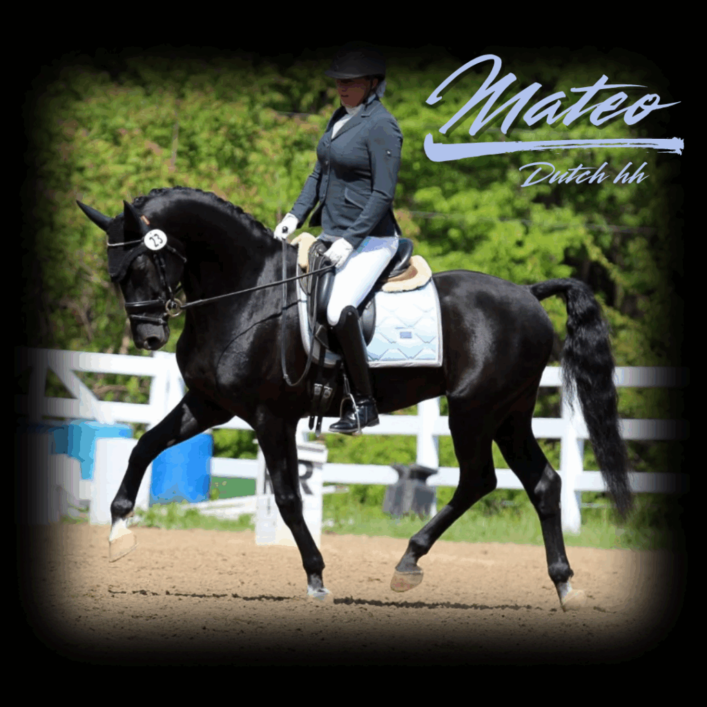 Dressage Sport Horses For Sale Indiana, Illinois, Michigan, Ohio