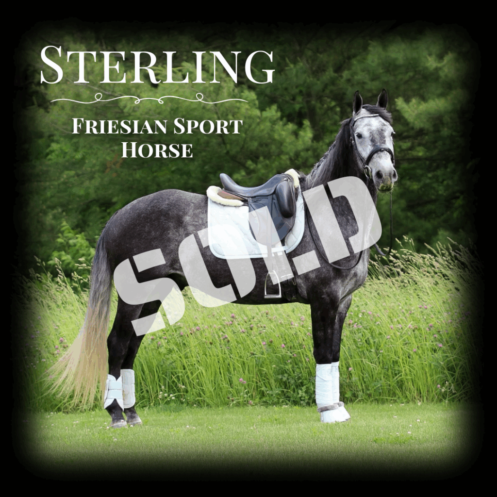 Dressage Sport Horses For Sale Indiana, Illinois, Michigan, Ohio